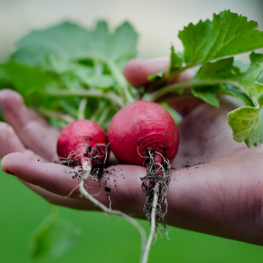 healthy-vegetables